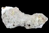 Unique, Agatized Fossil Coral Geode - Florida #72298-2